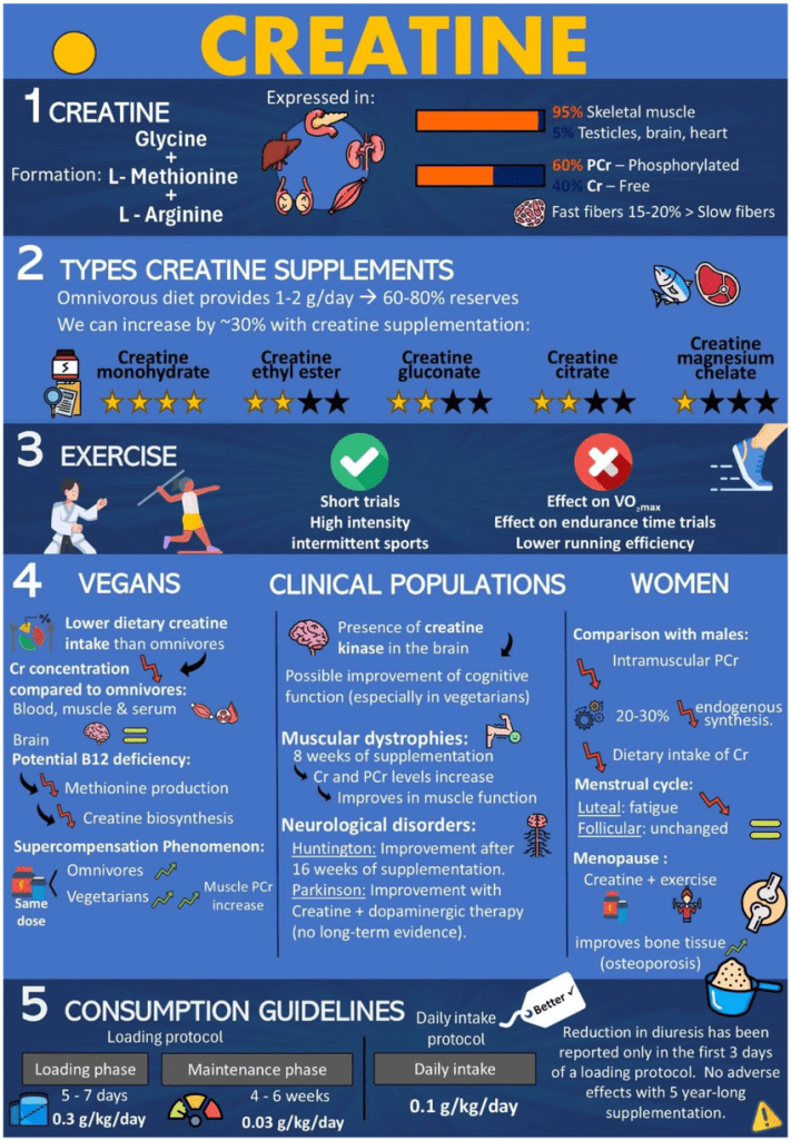 Creatine For Mental Fatigue [2026] – Fitness & MMA Blog