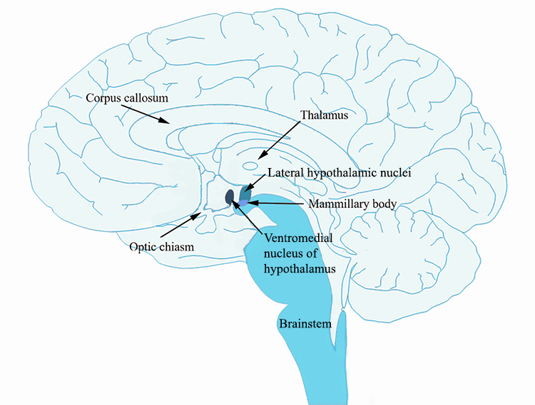 Understanding & Controlling Aggression | Huberman Lab Notes [2026] – Fitness & MMA Blog